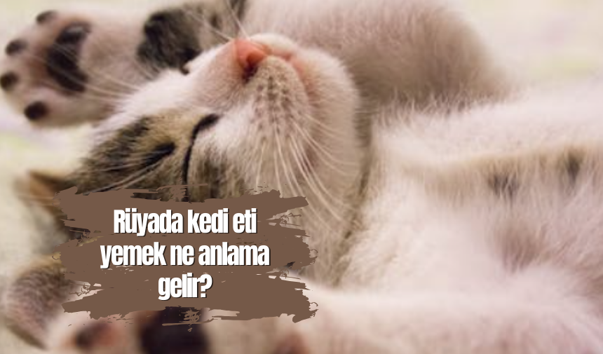 Rüyada kedi eti yemek ne anlama gelir Eskişehir Haberleri Son Haber