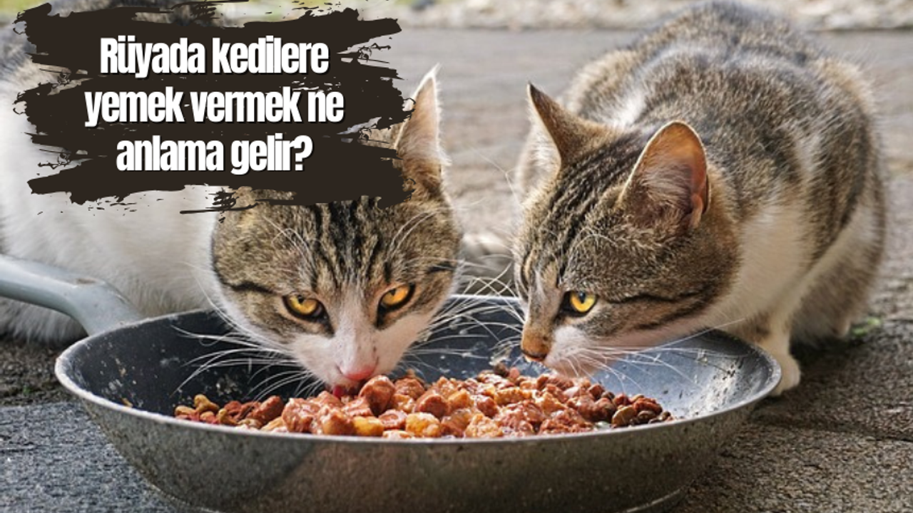 Rüyada kedilere yemek vermek ne anlama gelir?