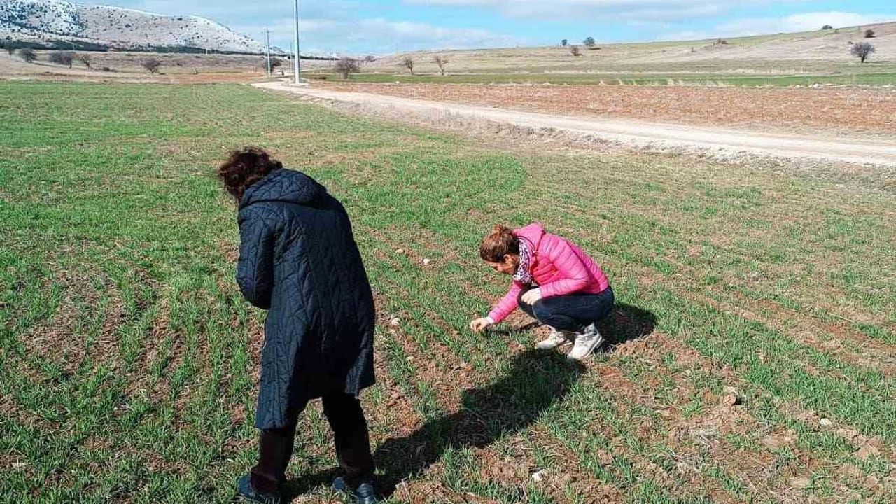 Bayramgazi köyünde hububat ekili alanlar incelendi
