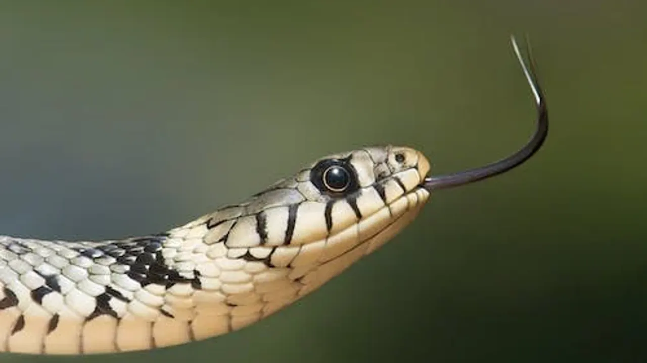 Rüyada ayaklı yılan görmek ne anlama gelir?