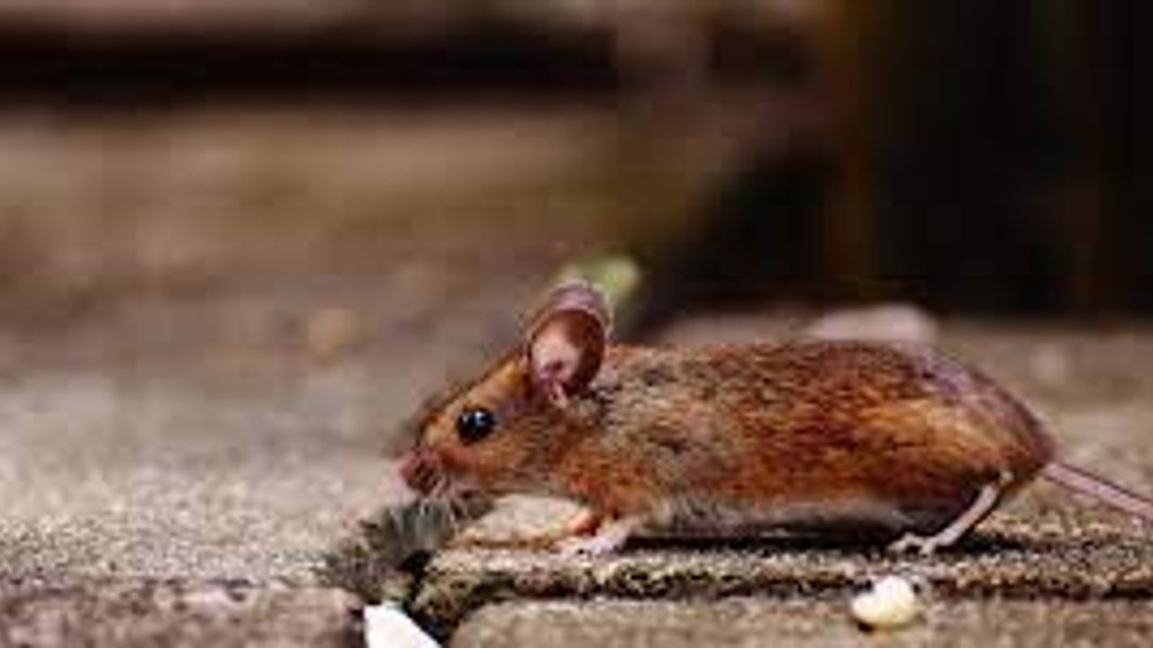 Rüyada kahverengi fare görmek ne demektir?