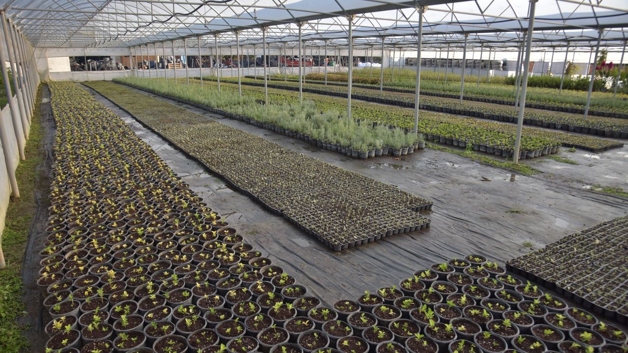 Bilecik seralarından çıkan bitkilerle cadde ve parklara renk geliyor