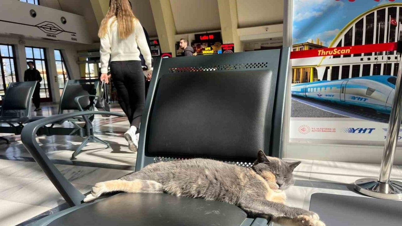 Soğuktan kaçan patili misafir, gar koltuğunda güneş keyfi yaptı