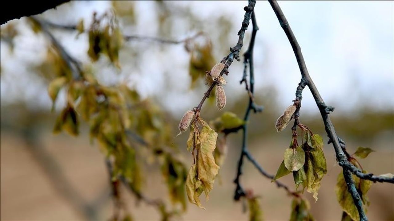 Zirai dondan etkilenen çiftçilere bakanlıktan dev yardım!
