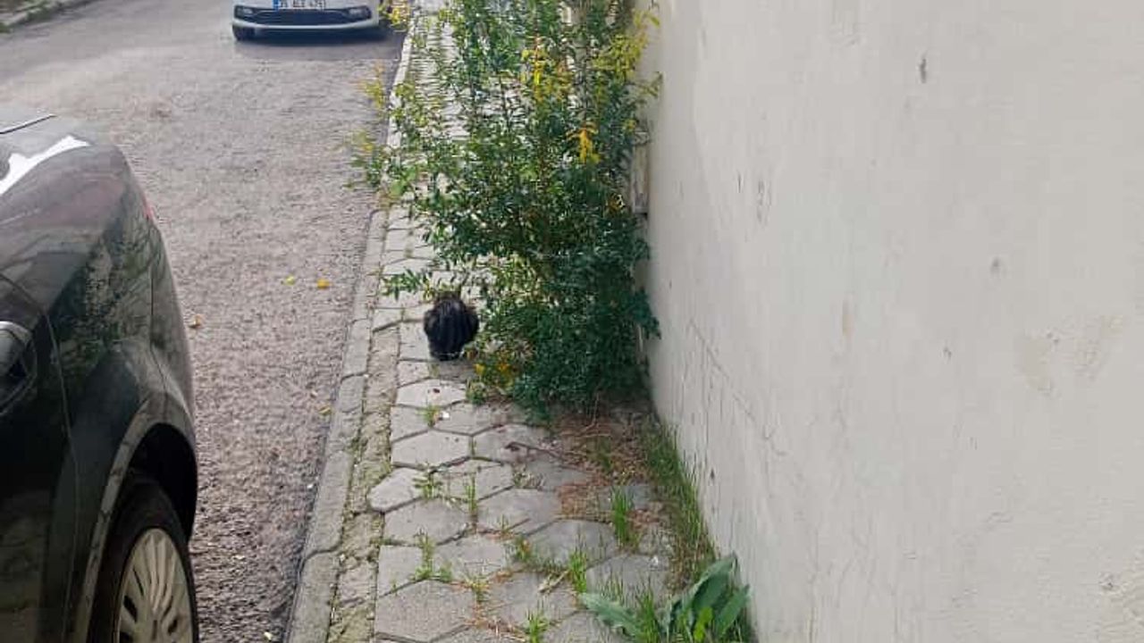 Eskişehir’de bakımsız kaldırımlar yayaları zorluyor