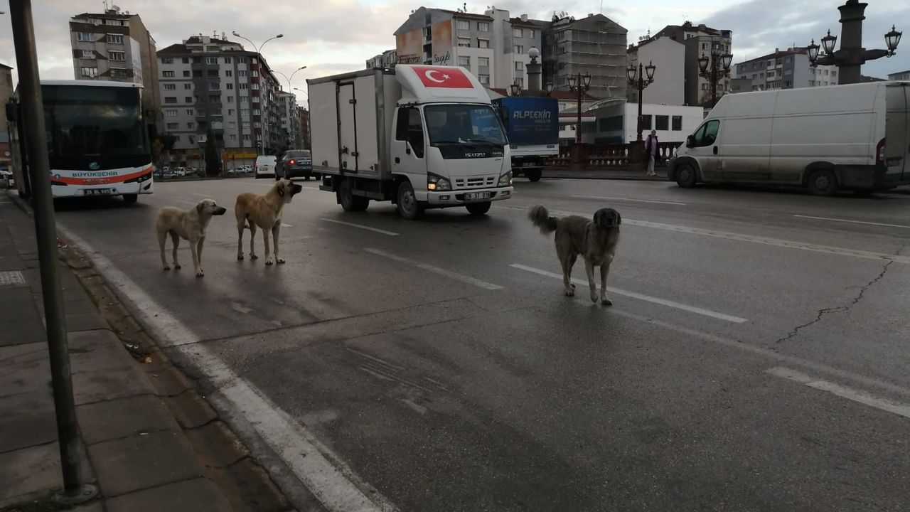 Eskişehir'de hem korkutuyor hem de trafiği aksatıyorlar