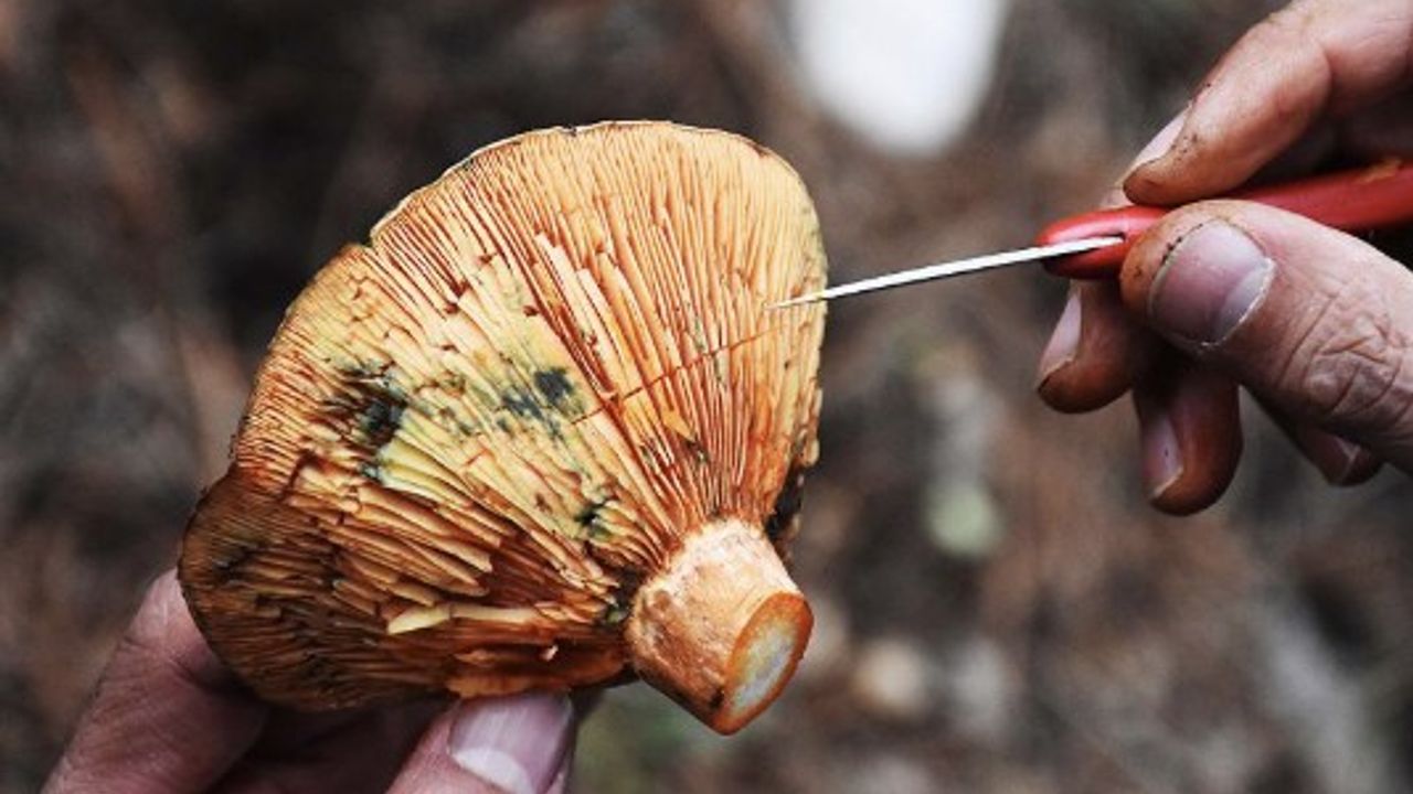 Yağmurların ardından ormanlar mantarla doldu!