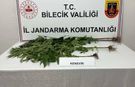 Bilecik’te kovaların içinde kenevir yetiştirdiği ortaya çıktı