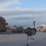 Trafikte bir bu olmamıştı: Deve kuşu...