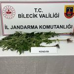 Bilecik’te kovaların içinde kenevir yetiştirdiği ortaya çıktı