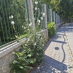 çiçekler insan boyunu geçti