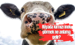 Rüyada kırmızı inek görmek ne anlama gelir?