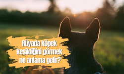 Rüyada köpek kesildiğini görmek ne anlama gelir?