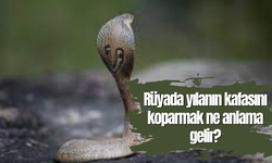 Rüyada yılanın kafasını koparmak ne anlama gelir?