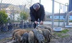 Bilecik Belediyesi can dostlarını unutmuyor