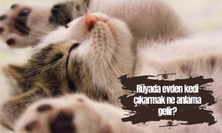 Rüyada evden kedi çıkarmak ne anlama gelir?