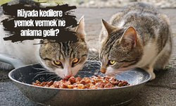 Rüyada kedilere yemek vermek ne anlama gelir?