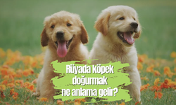 Rüyada köpek doğurmak ne anlama gelir?