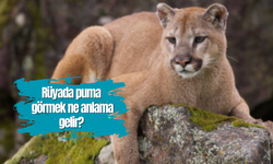 Rüyada puma görmek ne anlama gelir?