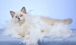 Rüyada kedi tüyü görmek ne demektir?