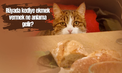 Rüyada kediye ekmek vermek ne anlama gelir?