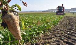 Eskişehirli pancar çiftçisine müjde: Paralar hesaplara yatırıldı