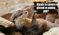 Rüyada su samuru görmek ne anlama gelir?