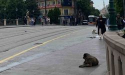 Eskişehir'de sokak hayvanları sessizliğin tadını çıkardı