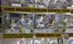 Eskişehir'de konuşma garantili muhabbet kuşu