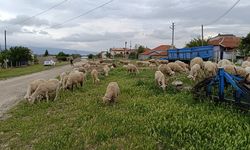 Kurban bayramına 1 ay kala Eskişehir'de kurbanlık fiyatları