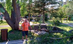 Eskişehir'de çocuk parkında söğüt ağacı devrildi!
