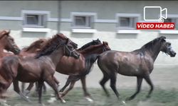 Eskişehir'de yetiştirilen taylar açık artırma ile satılacak