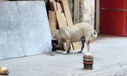 Duyarlı Eskişehir sokak hayvanlarını ihmal etmiyor