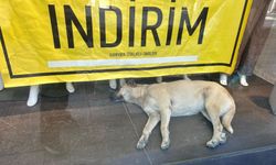 Eskişehir'deki bir vitrinde uyuyan köpek gülümsetti!