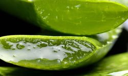 Aloe vera özünün cilde faydaları