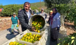 Satsuma mandalinada hasat ve ihracat zamanı