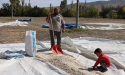 Eskişehir'de çiftçinin yüzü yine gülmedi...