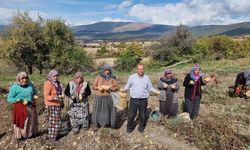 Kütahya'nın Domaniç ilçesinde patates hasadı umut vadediyor