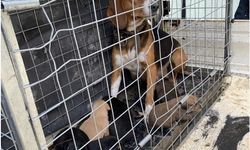 Domaniç'te 4 kişiye saldıran köpek barınağa götürüldü!