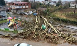 650 yıllık çınar ağacı fırtınaya dayanamayıp devrildi