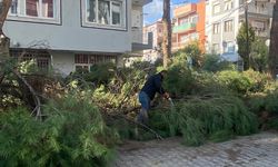 Budanan ağaçlar ihtiyaç sahiplerine yakacak oluyor