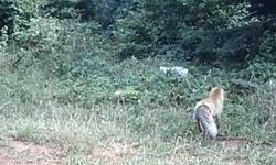 Fotokapan ormanın derinliklerindeki tilkiyi yakaladı