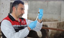Eskişehir'de şap aşılamasında rekor başarı