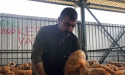 (ÖZEL) Turuncu renkli Sivas Kangal kuzuları hem renkleri hem de lezzetleriyle dikkat çekiyor