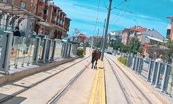 Tramvay rayları üzerindeki başı boş at şaşırttı