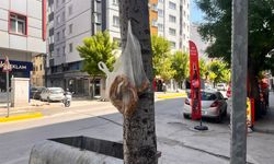Ağaca asılan simit dikkat çekti