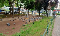 Eskişehir'in o noktası güvercinlerin yeni buluşma yeri oldu