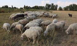 Eskişehir'de büyük destek: Başvurular başlıyor!