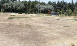 Eskişehir'de kaderine terk edildi: Tarladan farksız!