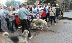 Eskişehir'deki yürüyüşe köpek engeli